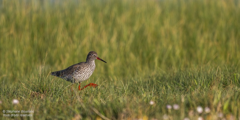 Chevalier gambette (Tringa totanus) 