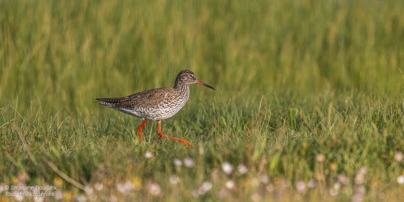 Chevalier gambette (Tringa totanus) 