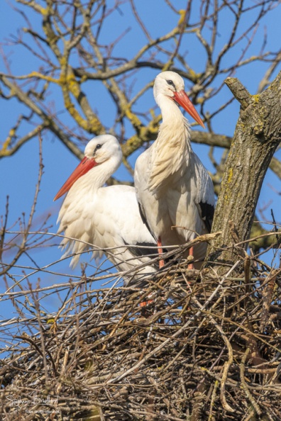 Nidification des Cigognes blanches (Ciconia ciconia - White Stork)