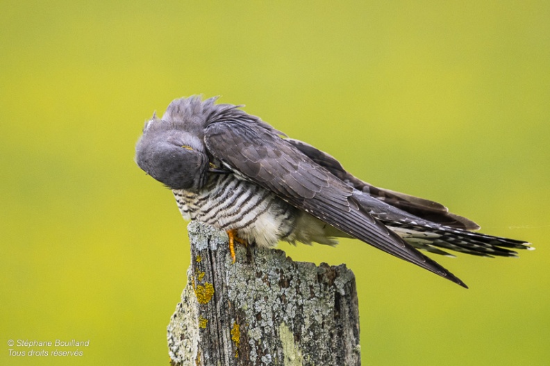 Coucou gris (Cuculus canorus, Common Cuckoo)