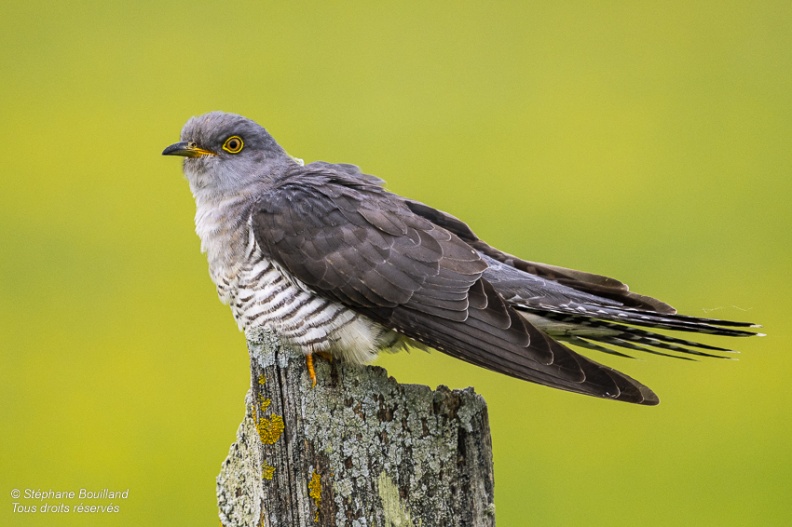 Coucou gris (Cuculus canorus, Common Cuckoo)