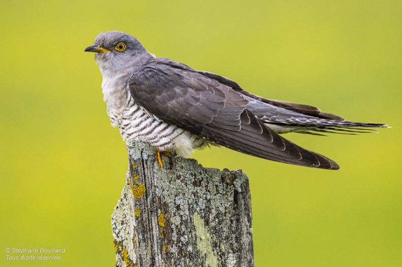 Coucou gris (Cuculus canorus, Common Cuckoo)