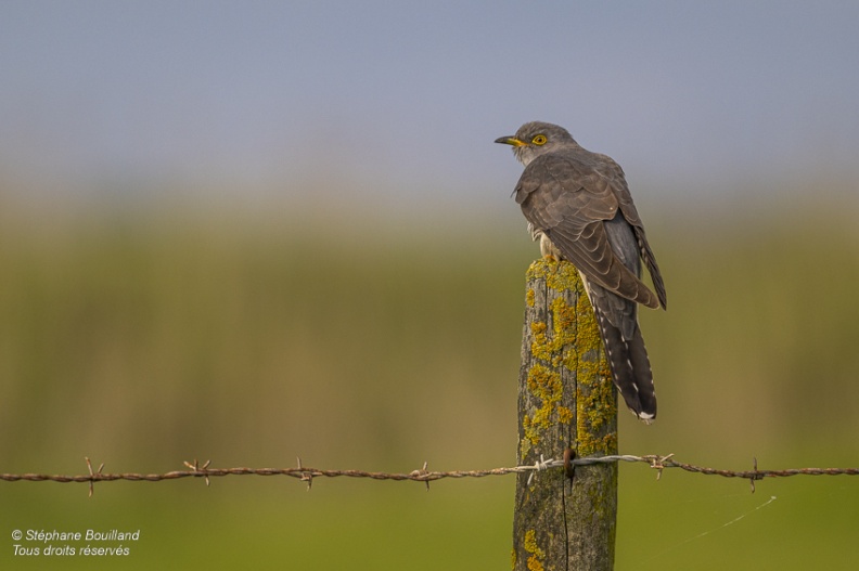 Coucou gris (Cuculus canorus, Common Cuckoo)