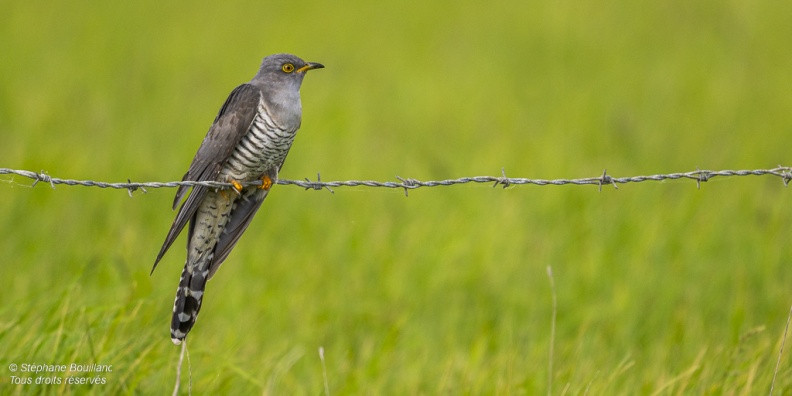 Coucou gris (Cuculus canorus, Common Cuckoo)