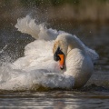 Cygne tuberculé (Cygnus olor - Mute Swan) au bain (toilette)