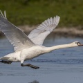 Cygne tuberculé (Cygnus olor - Mute Swan) à l'envol sur l'étang