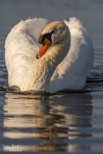 Cygne tuberculé (Cygnus olor - Mute Swan)