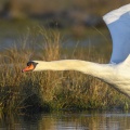 Cygne tuberculé (Cygnus olor - Mute Swan)