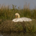 Cygne en train de couver sur son nid - Cygne tuberculé - Cygnus olor - Mute Swan
