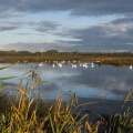 Rassemblement de cygnes tuberculés sur l'étang du marais du Crotoy.