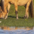 Échasse blanche (Himantopus himantopus - Black-winged Stilt) et cheval Henson en baie de Somme
