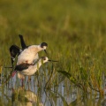 Échasse blanche (Himantopus himantopus - Black-winged Stilt) au marais du Crotoy