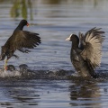 Combat entre Foulque macroule (Fulica atra - Eurasian Coot) et  Gallinule poule-d'eau (Gallinula chloropus - Common Moorhen)