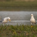 Prédation d'un nid par deux Goélands argentés (Larus argentatus - European Herring Gull) qui mangent les oeufs