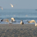 Goélands sur la plage de Quend-Plage