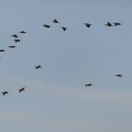 Vol de cormorans (Grand Cormoran, Phalacrocorax carbo, Great Cormorant) dans la réserve naturelle de la baie de Somme