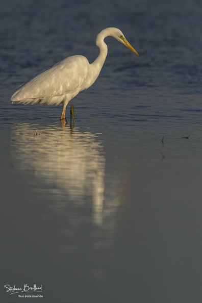 Grande Aigrette (Ardea alba - Great Egret)