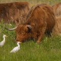 Vaches Highland Cattle (écossaises) pour l'entretien du marais 