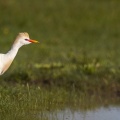 Héron garde-boeufs (Bubulcus ibis - Western Cattle Egret)