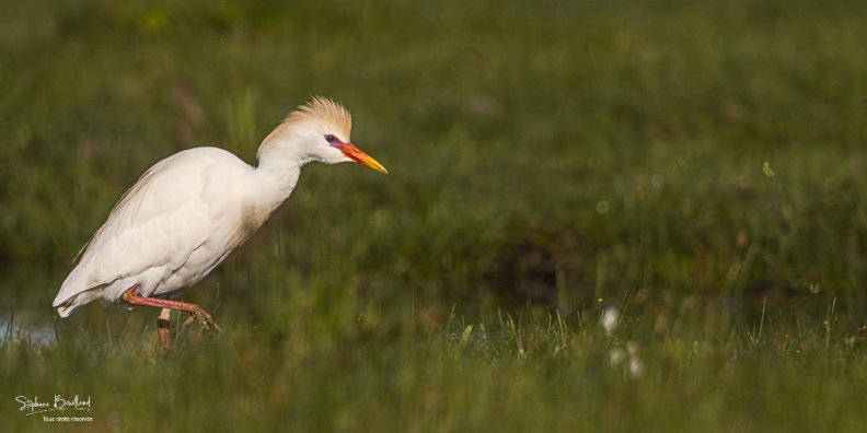 Héron garde-boeufs (Bubulcus ibis - Western Cattle Egret)