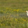 Héron garde-boeufs - Bubulcus ibis - Western Cattle Egret
