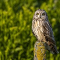Hibou des marais (Asio flammeus - Short-eared Owl)