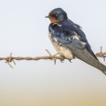 Hirondelle rustique (Hirundo rustica - Barn Swallow)