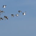 Vol d'Huîtriers-pies (Haematopus ostralegus - Eurasian Oystercatcher) dans la réserve naturelle de la Baie de Somme 