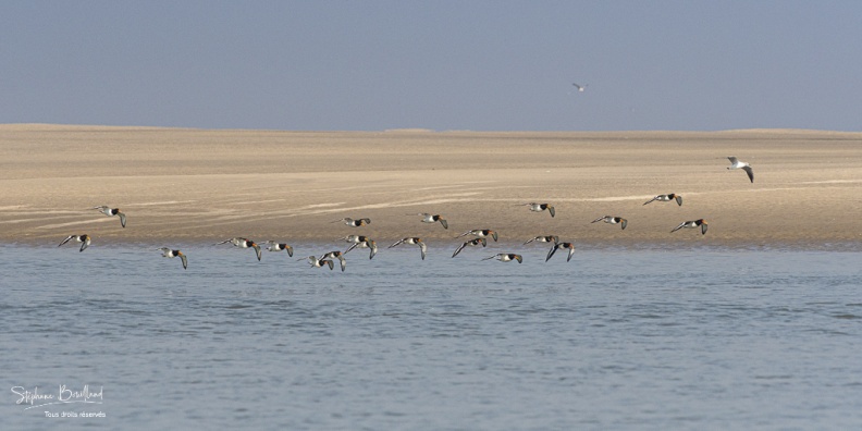Passage d'Huîtriers-pies (Haematopus ostralegus - Eurasian Oystercatcher) en vol délogés par la marée montante