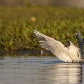 2019_04_21_Mouette_rieuse_004.jpg