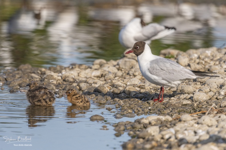 Nidification de la colonie de mouettes rieuses (Chroicocephalus ridibundus - Black-headed Gull) au marais du Crotoy (Baie de Somme)