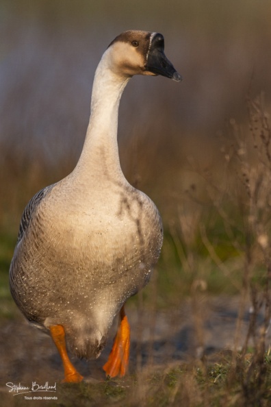 Oie cygnoïde (Anser cygnoides - Swan Goose) échappées et ayant trouvé refuge au marais du Crotoy