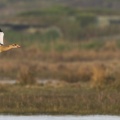 Ouette d'Égypte (Alopochen aegyptiaca - Egyptian Goose) en vol