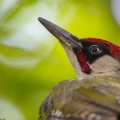 Pic vert juvénile (Picus viridis - European Green Woodpecker)