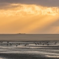 Tadornes de belon au crépuscule en baie de Somme