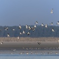 Vol de Tadornes de Belon (Tadorna tadorna - Common Shelduck) dans la réserve naturelle de la Baie de Somme