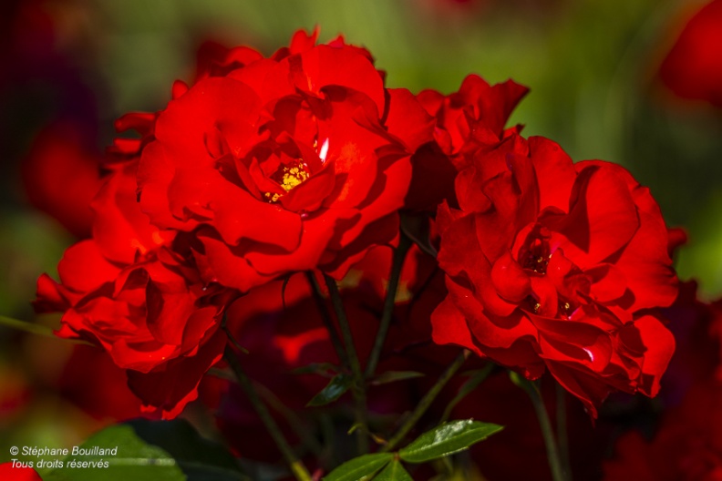 Les jardins de Valloires