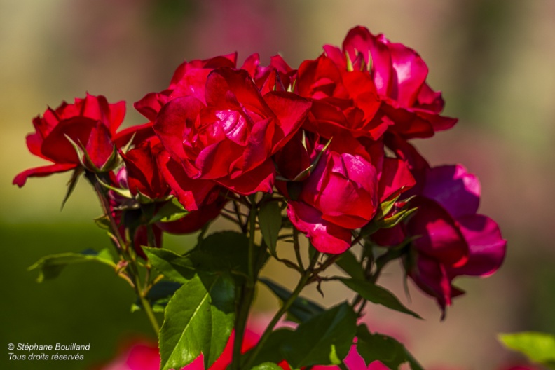 Les jardins de Valloires