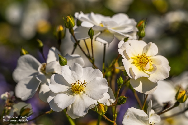 Les jardins de Valloires