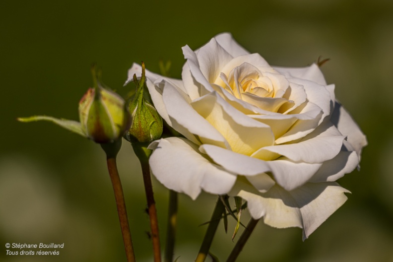 Les jardins de Valloires