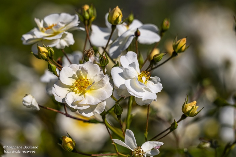 Les jardins de Valloires