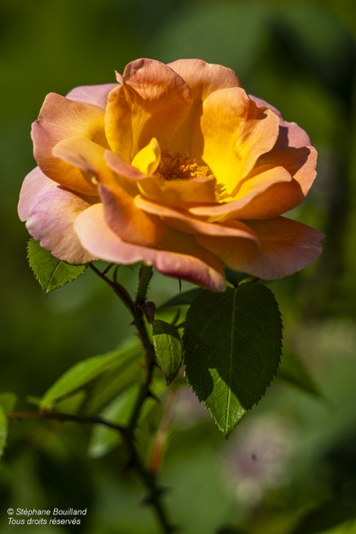 Les jardins de Valloires