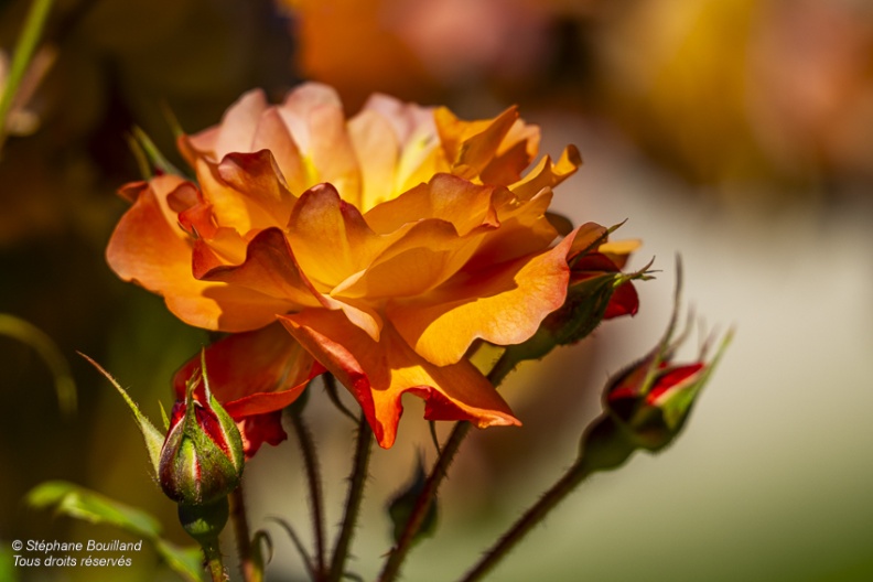 Les jardins de Valloires