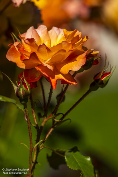 Les jardins de Valloires