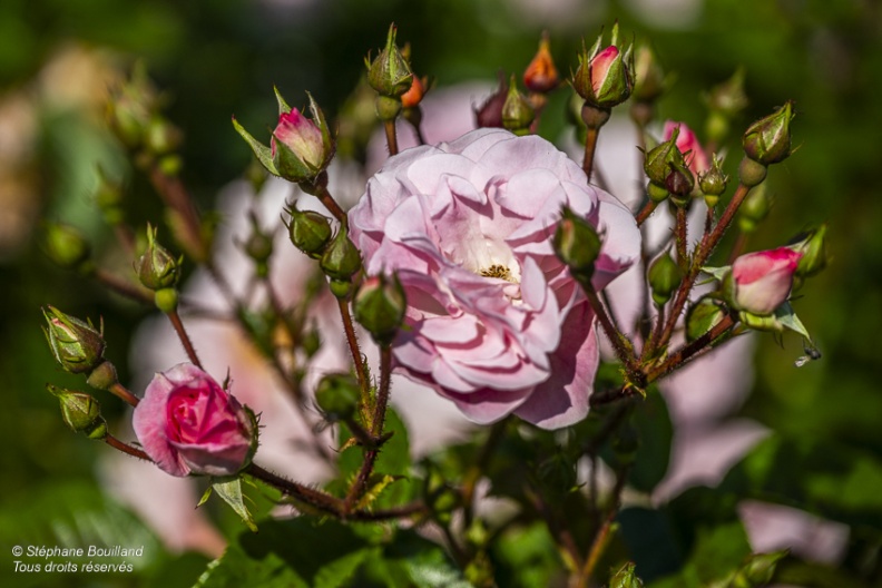 Les jardins de Valloires