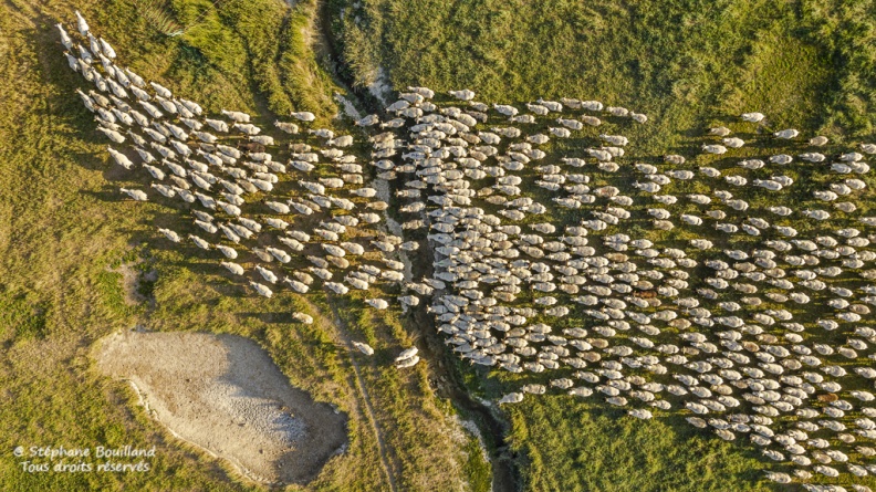 Les moutons de prés salés rejoignent leur parc pour la nuit