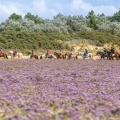 Cavaliers dans les lilas de mer aux plages de la Maye