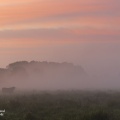 Vache Highland Cattle dans la brume au petit matin