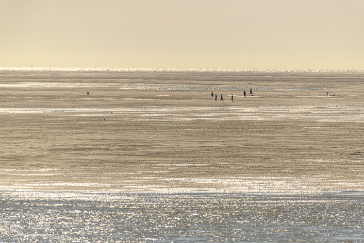 Promeneurs sur les bancs de sable découverts par la marée basse