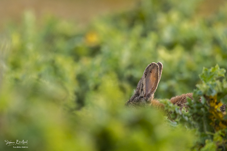 Lapin de garenne ou Lapin commun (Oryctolagus cuniculus)